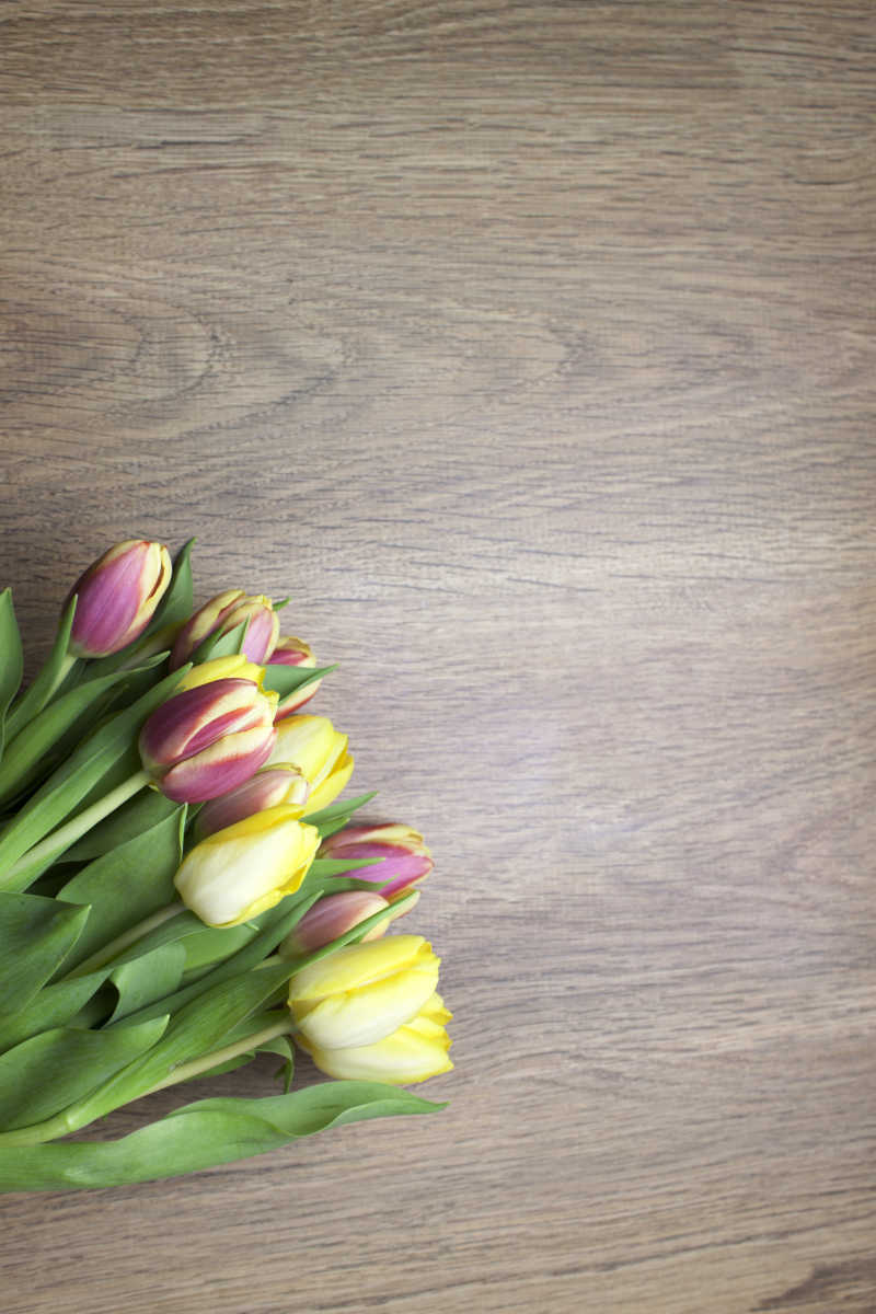 一束美丽的郁金香