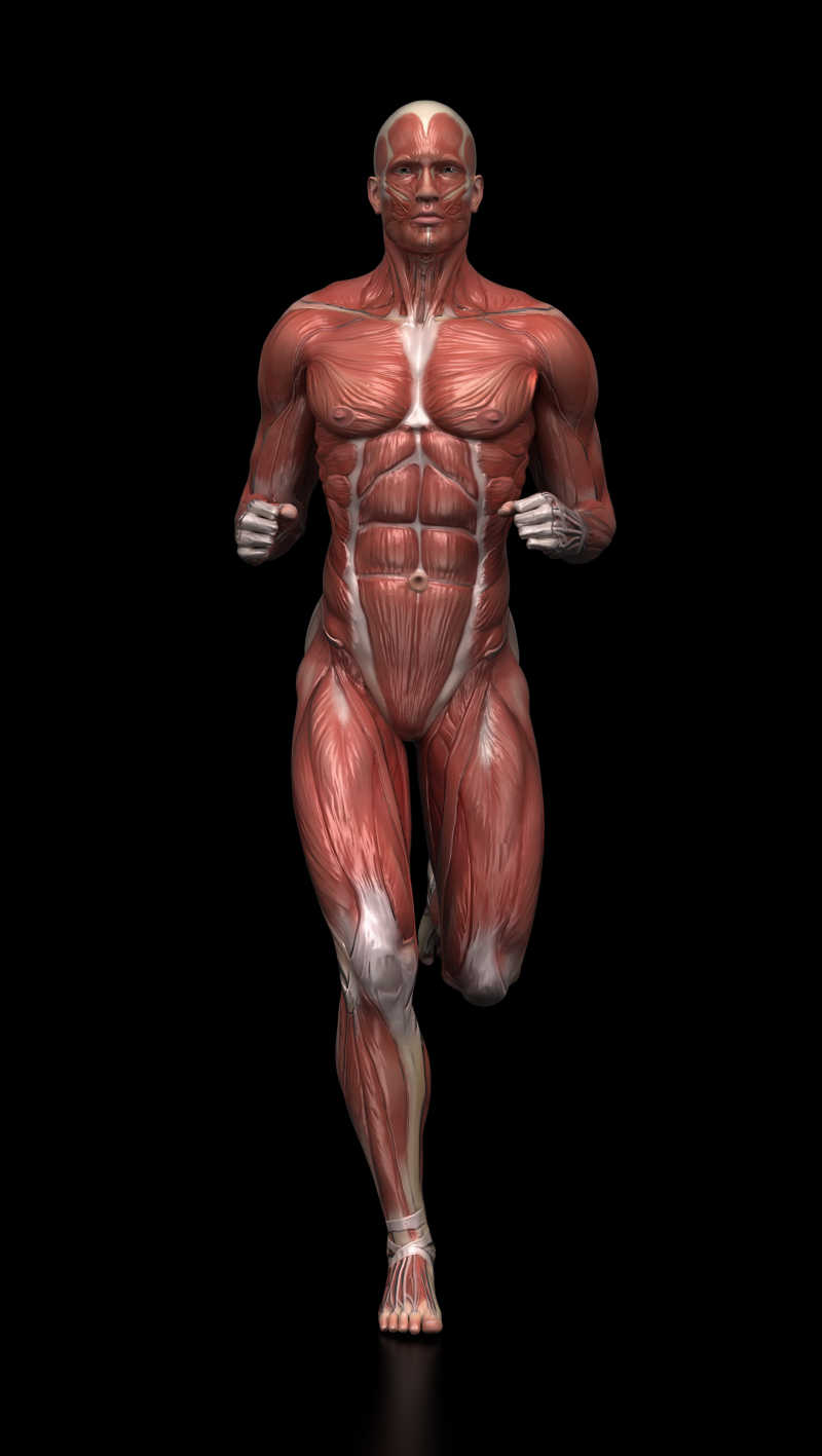 黑色背景下跑步时的肌肉解剖