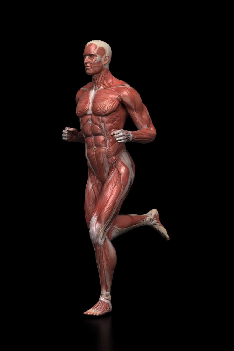 黑色背景下男子身体肌肉部分透视
