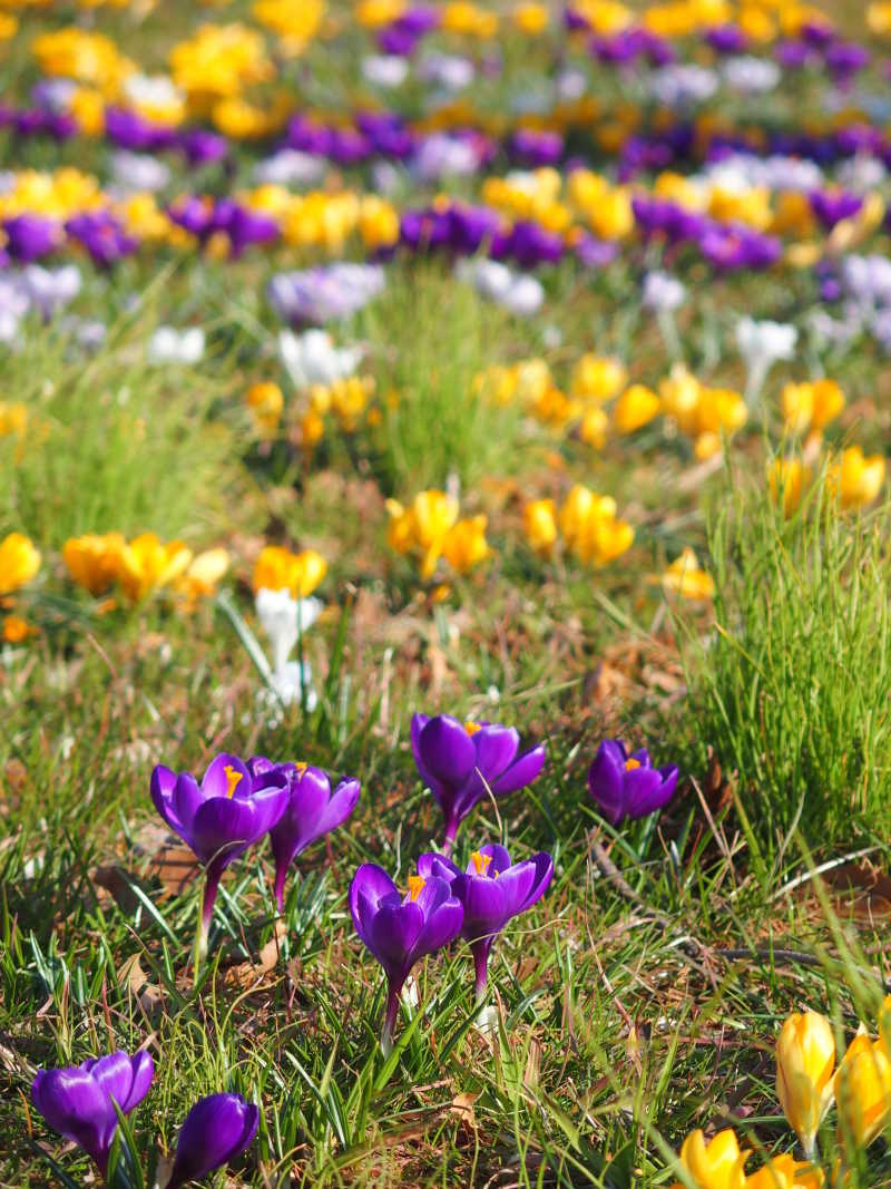 草地上的番红花