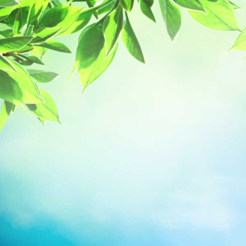 天空背景下的绿叶