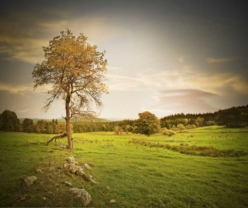 野外草地上的树