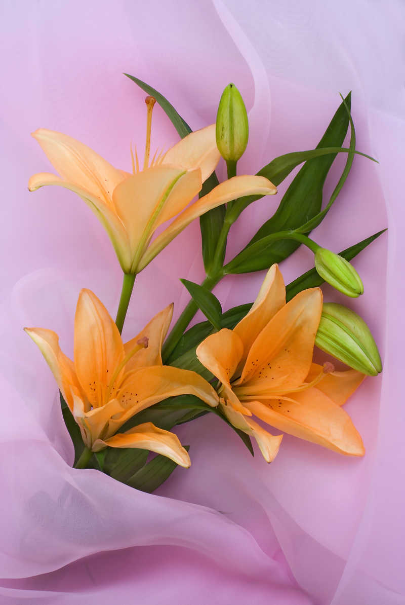 粉色背景的一束百合花图片 一束百合花素材 高清图片 摄影照片 寻图免费打包下载