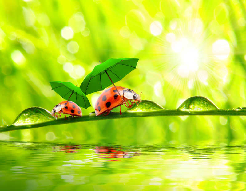 打伞的小瓢虫
