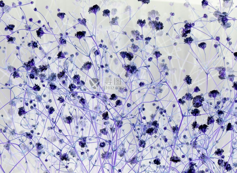 雏菊花负片背景