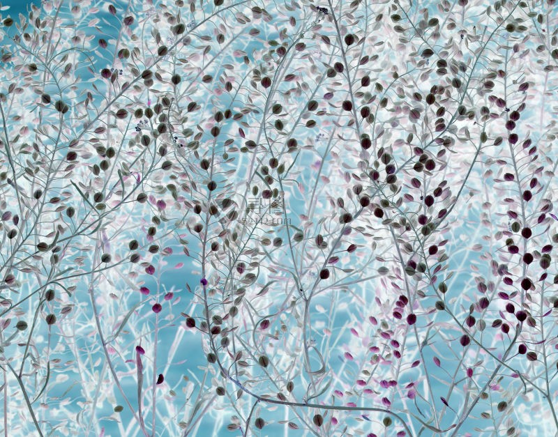 成熟的植物茎叶负片照片