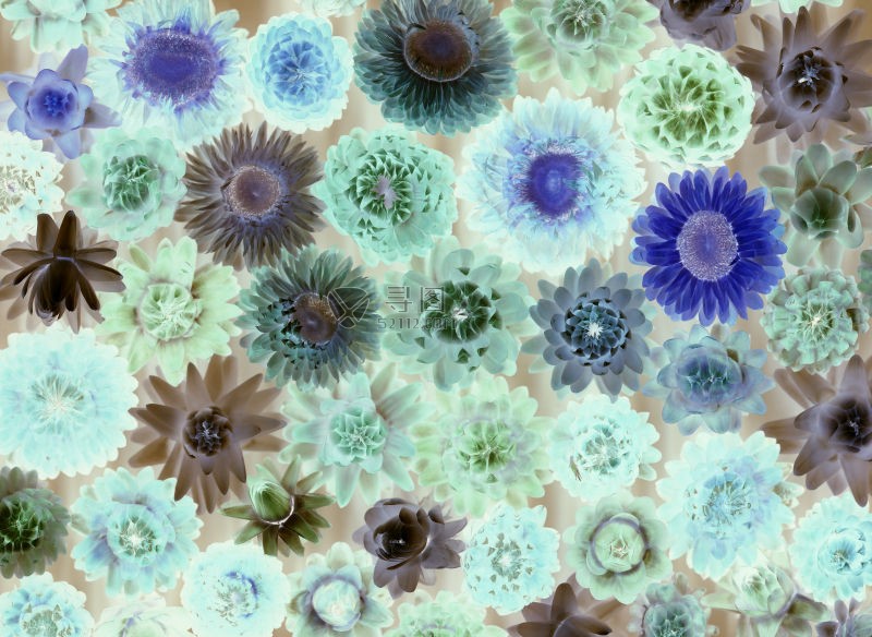 不同种类的花负片照片