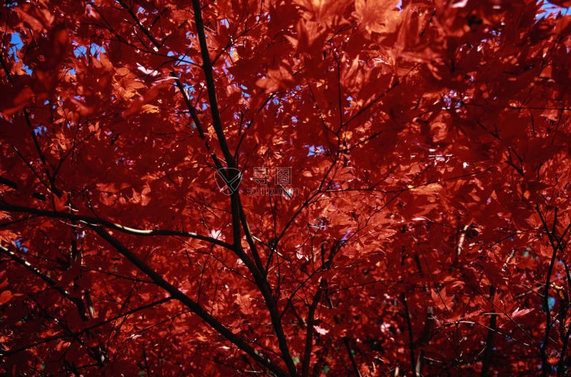 红色的枫叶