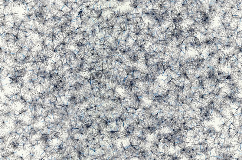 抽象的植物种子背景