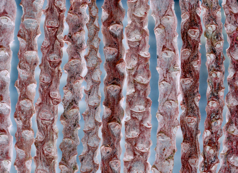 植物根茎负片照片