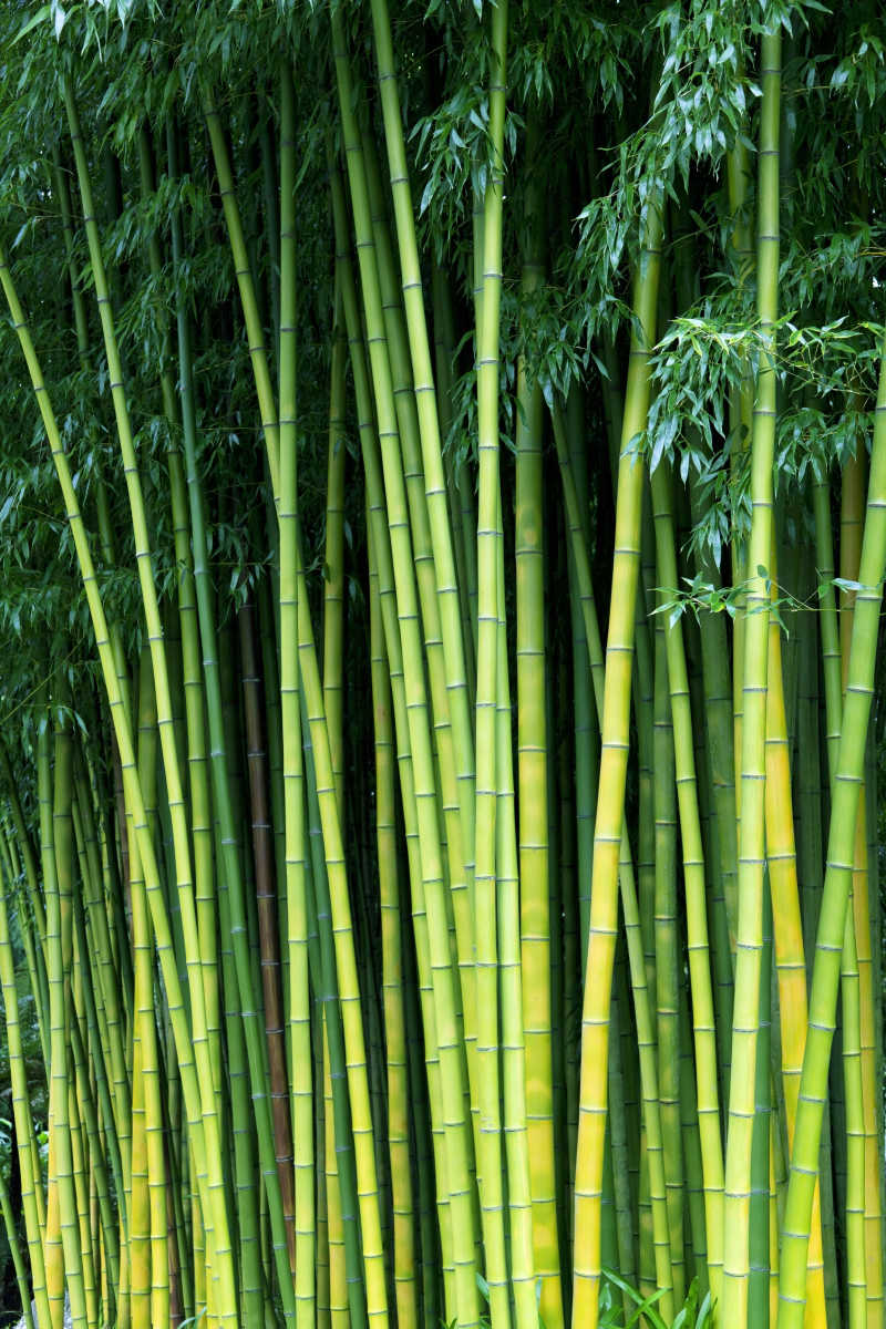 郁郁葱葱的竹林