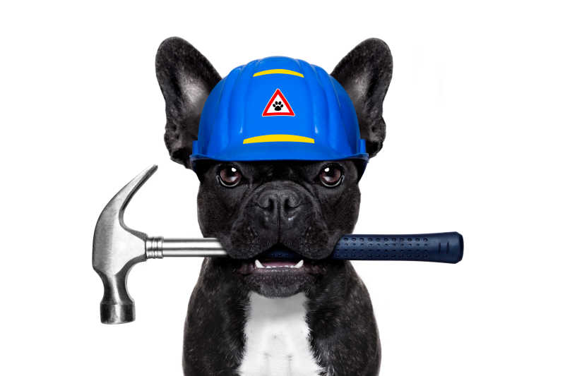 勤杂工形象的狗狗