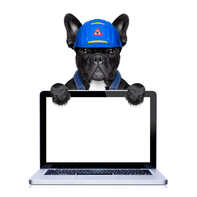 白色背景下笔记本后面的狗狗