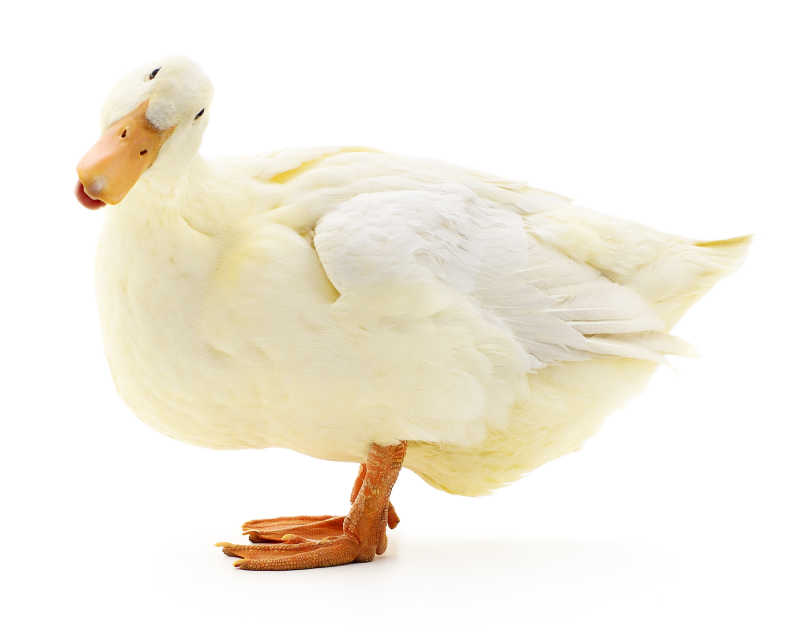 白鸭子图片 白色背景下的白鸭子素材 高清图片 摄影照片 寻图免费打包下载