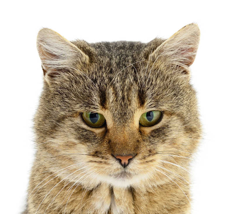 可爱的猫咪
