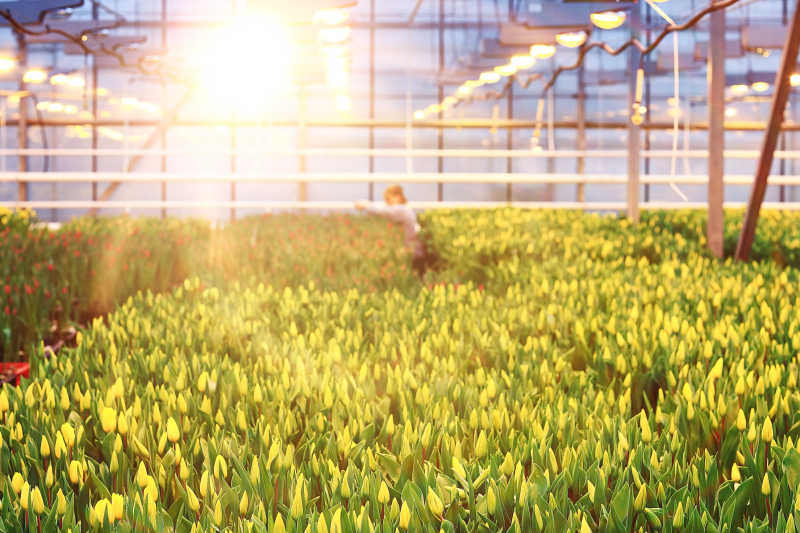 郁金香在温室中的种植