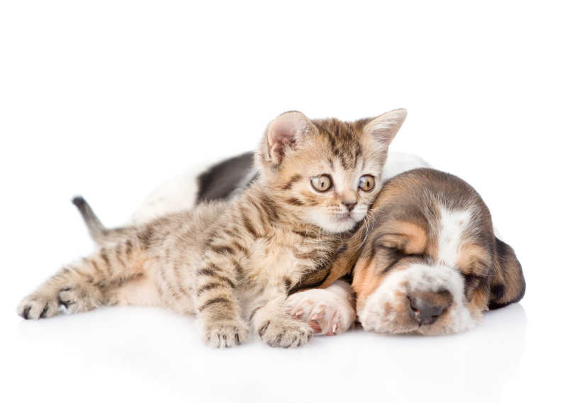 打扰猎犬睡觉的虎斑猫