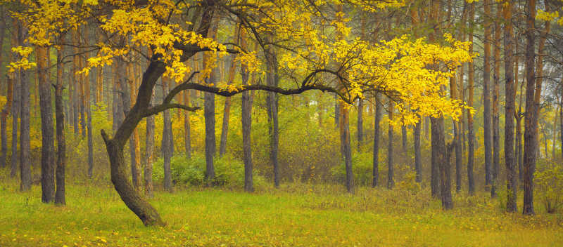 森林中美丽的黄色秋天树