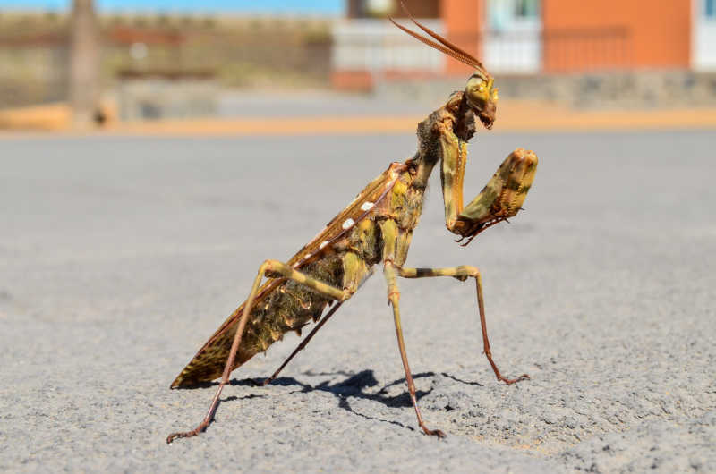 自然界的棕色螳螂