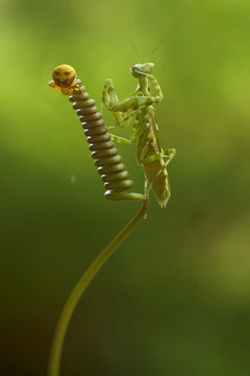 藤曼上的蜘蛛和螳螂