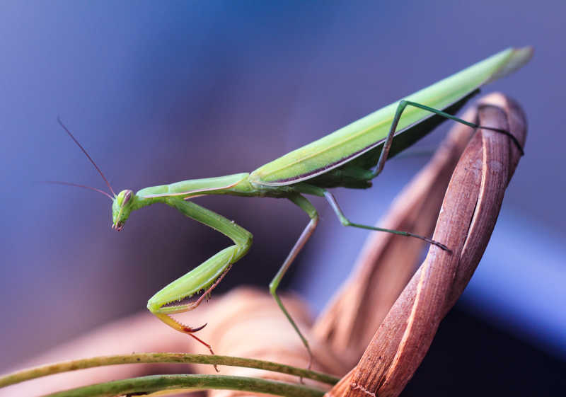 花篮上的绿色螳螂