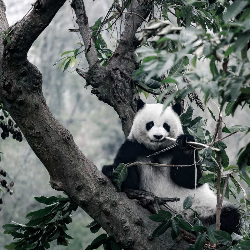在树上吃竹子的大熊猫