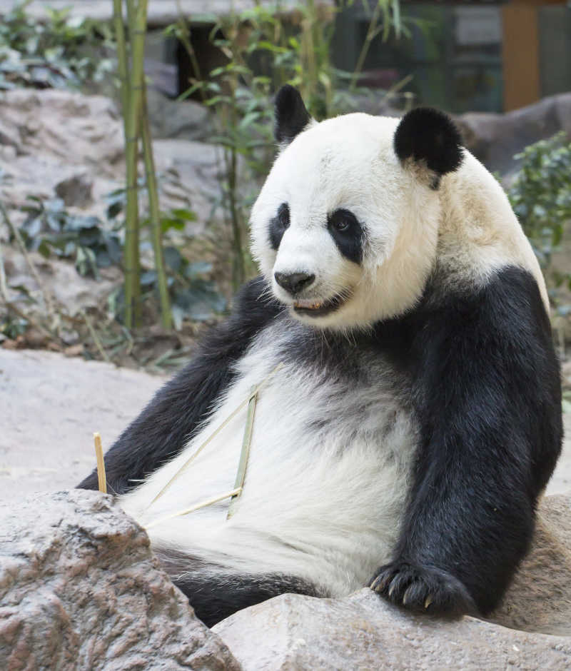 进食中的大熊猫