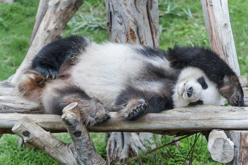 躺在树桩上休息的熊猫
