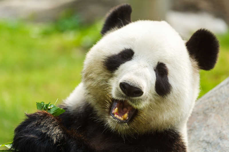 躺在石头上吃竹子的大熊猫