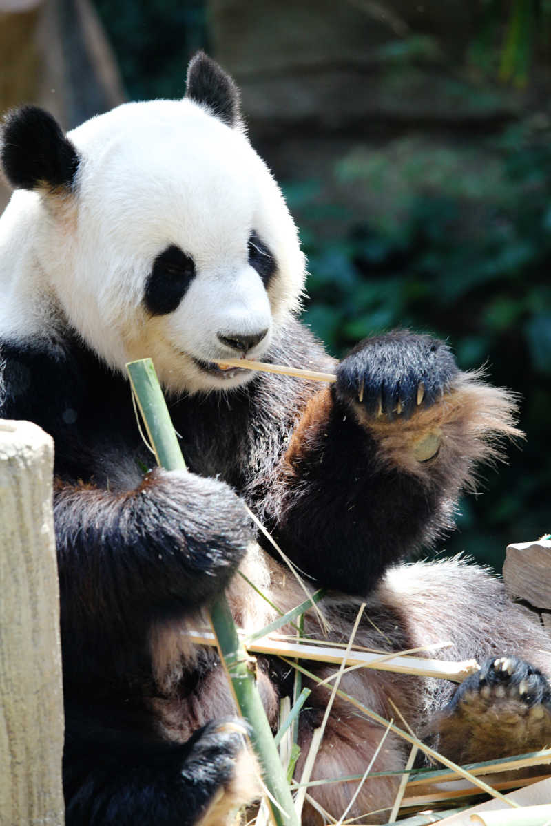 熊猫照片大全图片图片