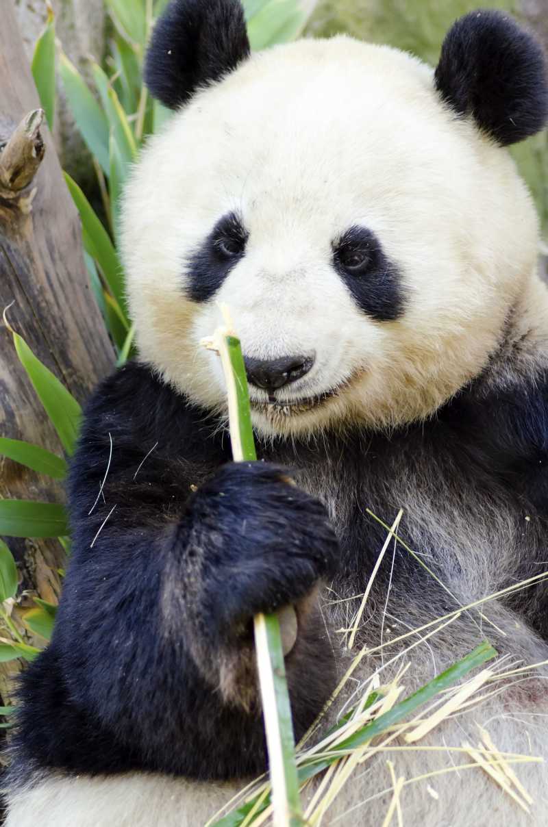 熊猫手机壁纸竹子图片