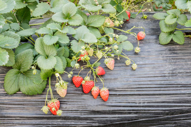 未成熟的草莓果实在种植园中生长