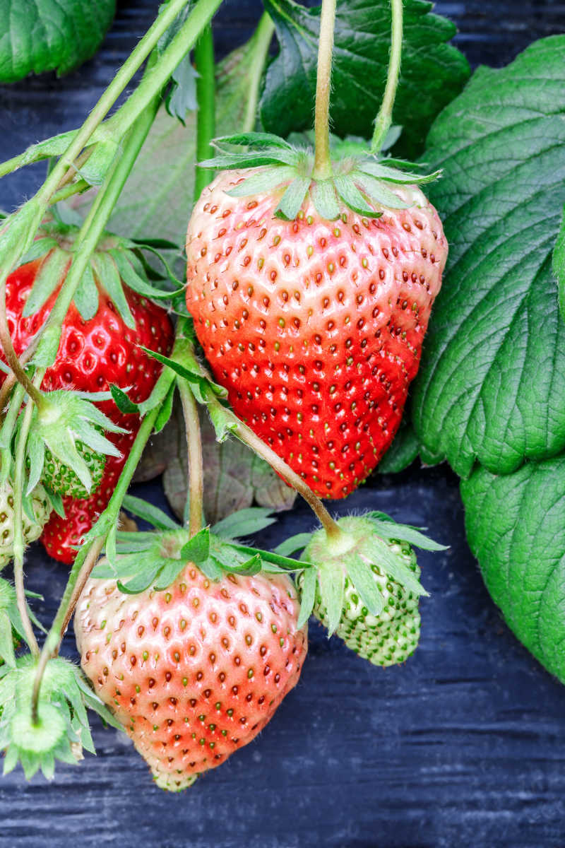 成熟的草莓果实在种植园中生长