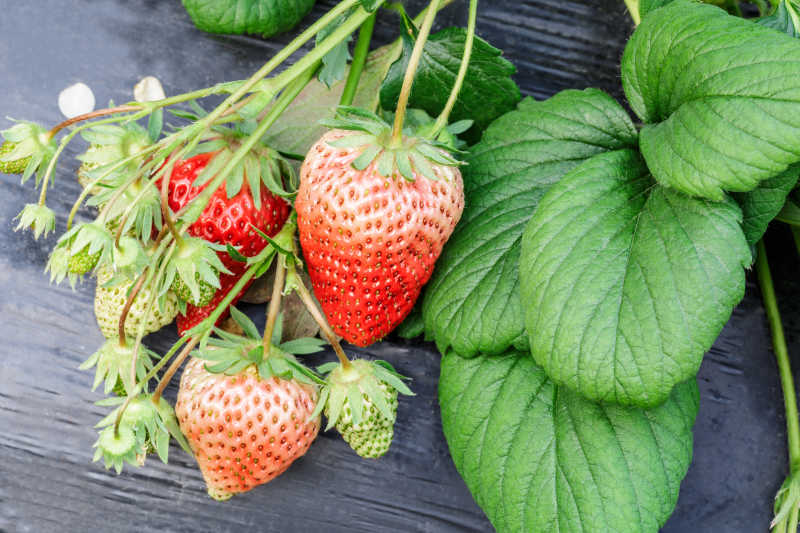 未成熟的草莓在种植园中生长