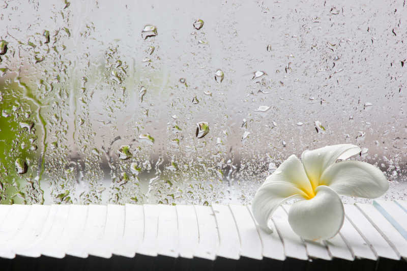 百和窗外的玻璃上的水滴图片 白色花和窗外的玻璃上的水滴素材 高清图片 摄影照片 寻图免费打包下载