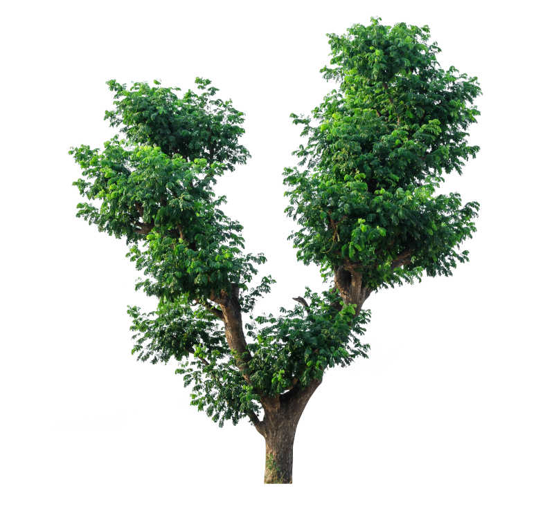 白色背景中有绿叶的大树