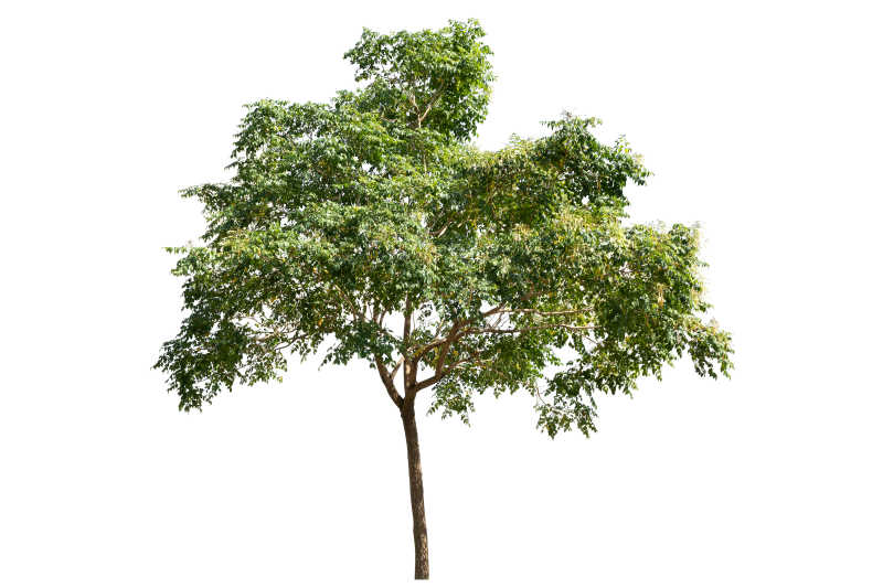 白色背景有绿叶的大树