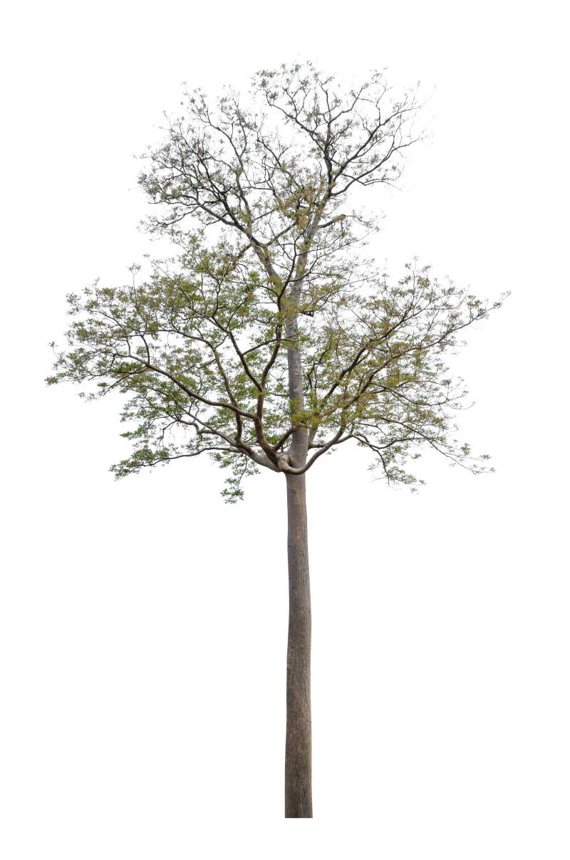 白色背景中长出新叶的树