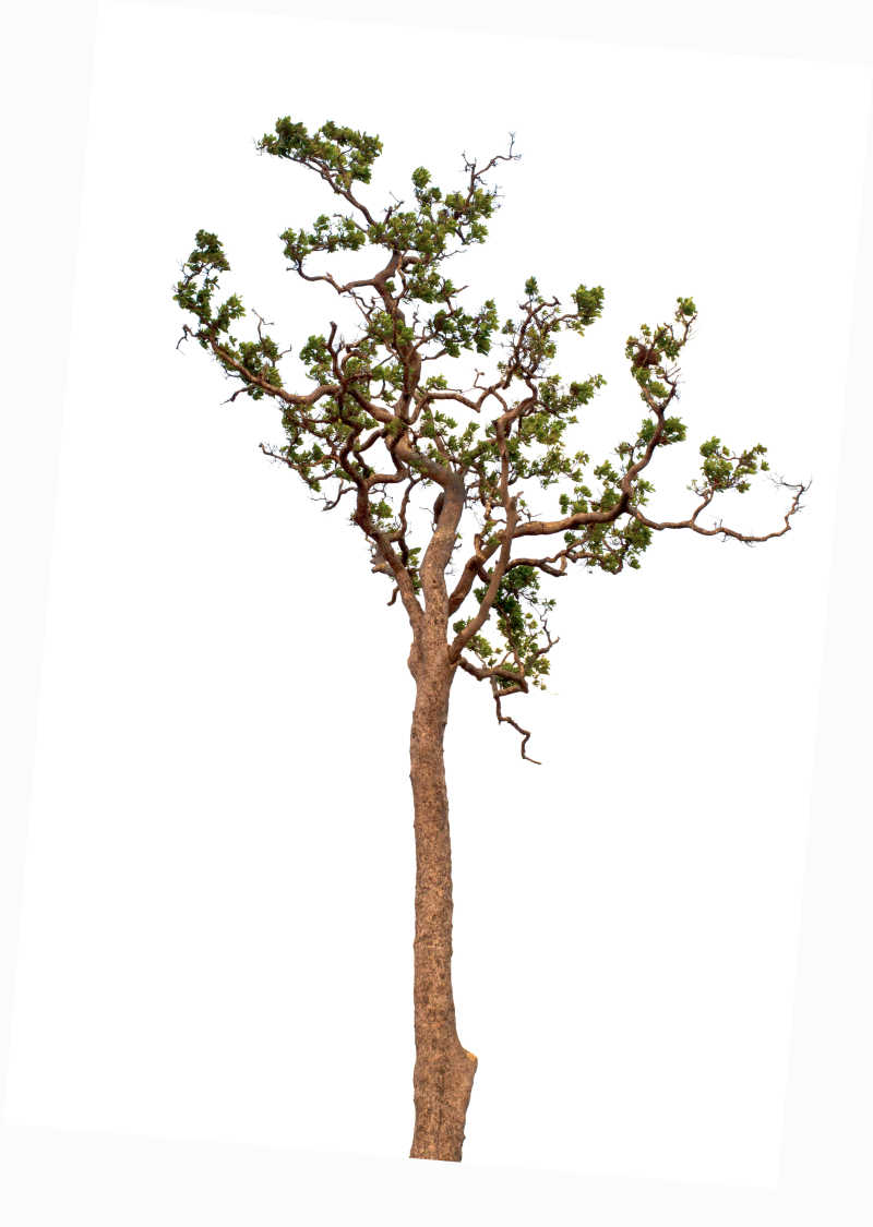 白色背景中刚出叶子的小树