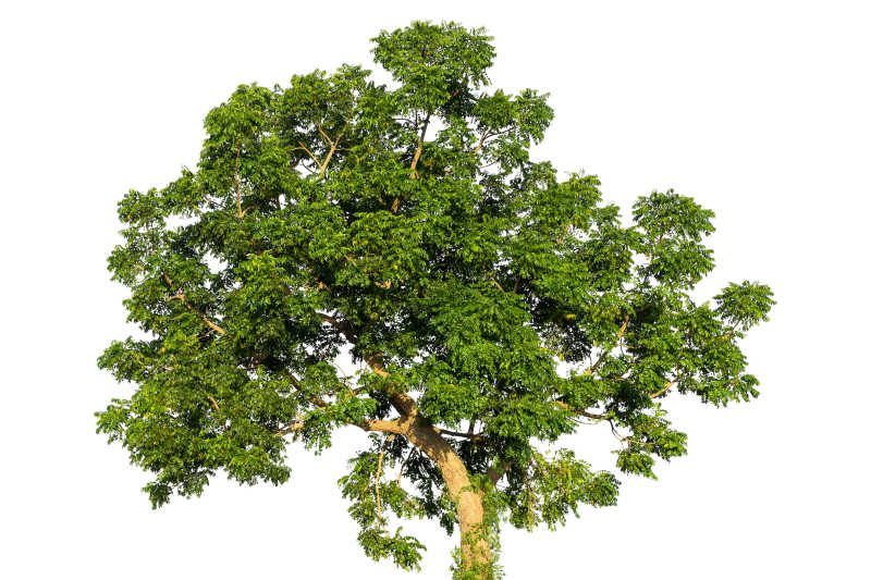 白色背景中的绿色大树