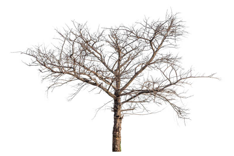 白色背景下的没有绿叶的干树