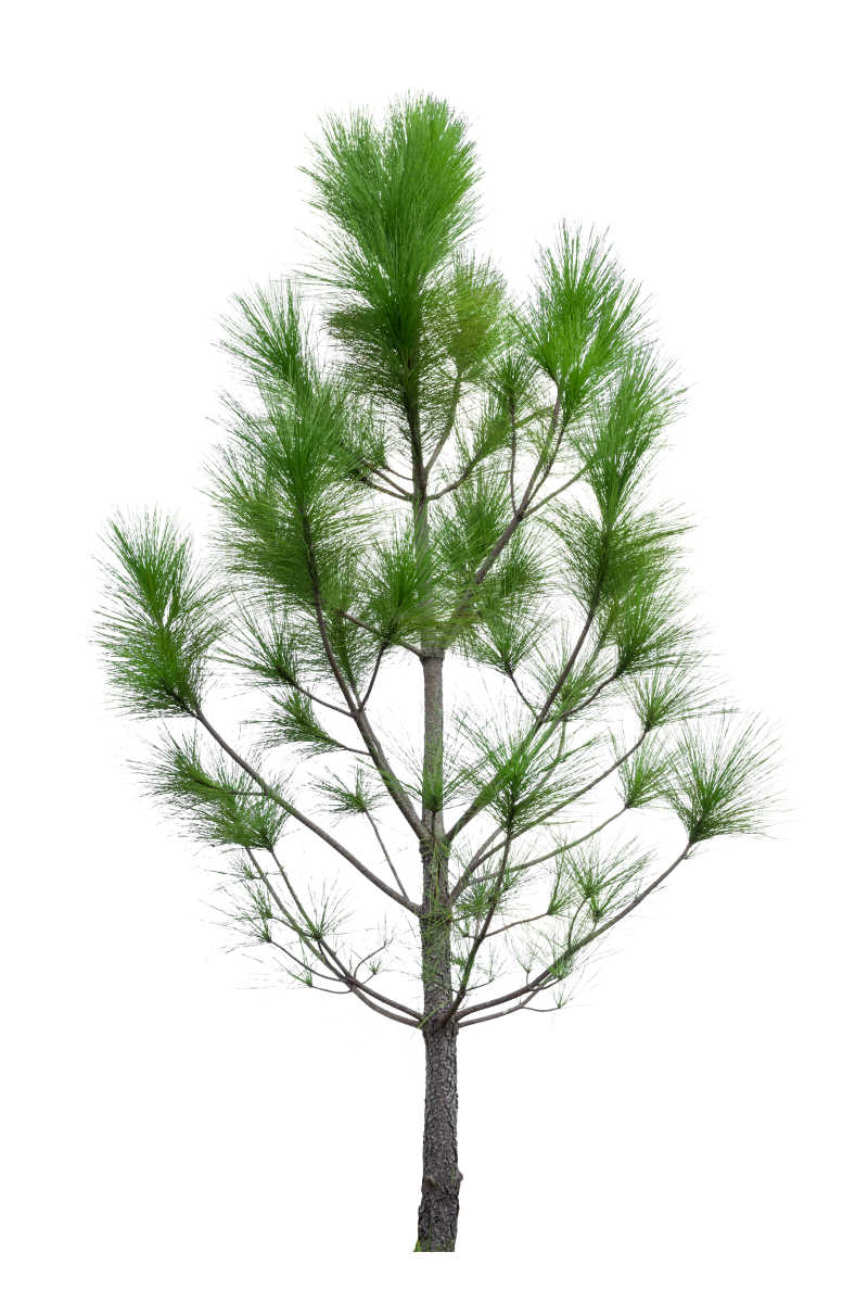 白色背景成长中的树