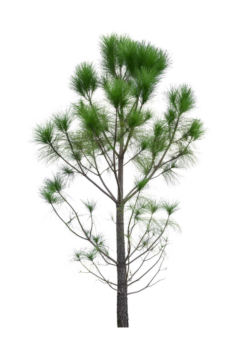 白色背景长的茂盛的树木