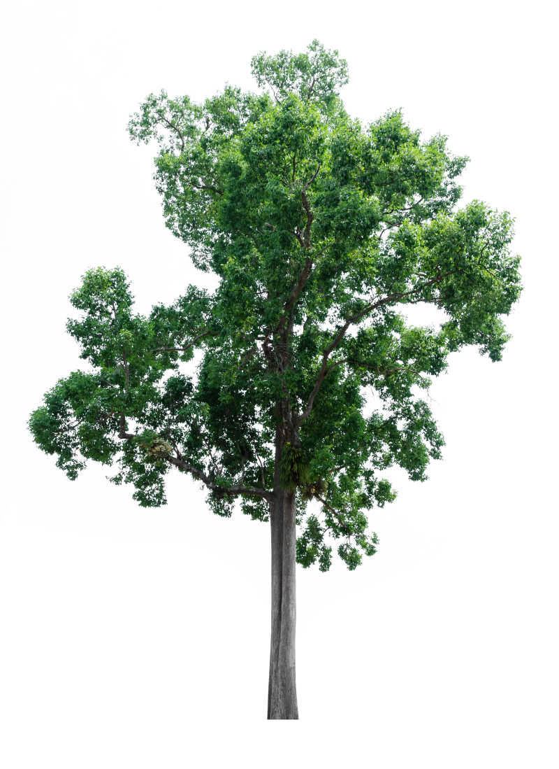 白色背景中绿色叶子的树