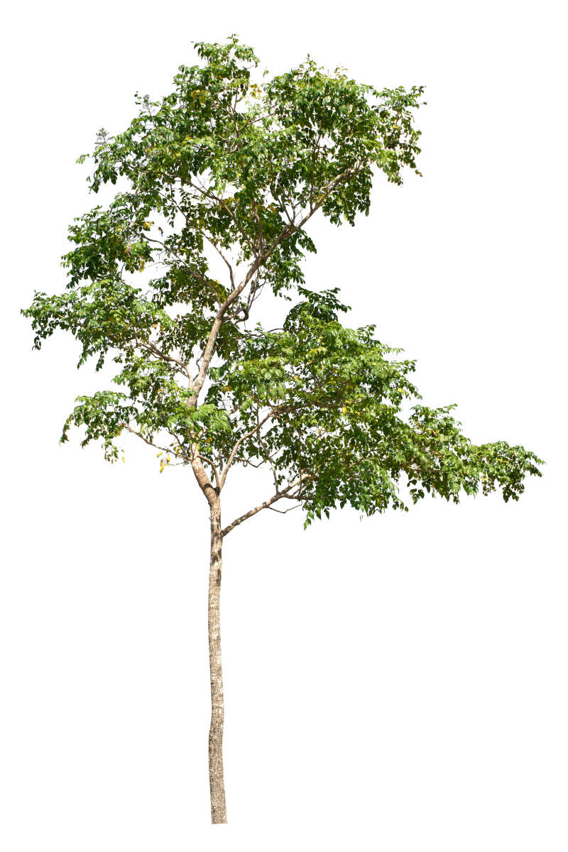 白色背景孤立的小树