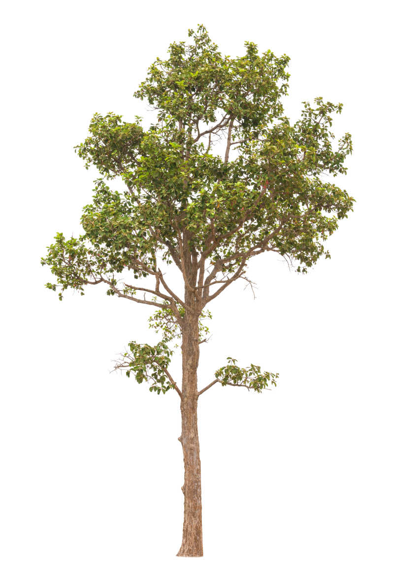 孤立的很多树木在白色背景下