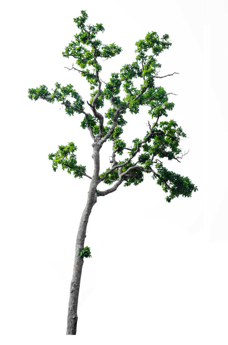 白色背景中孤立的一颗小树