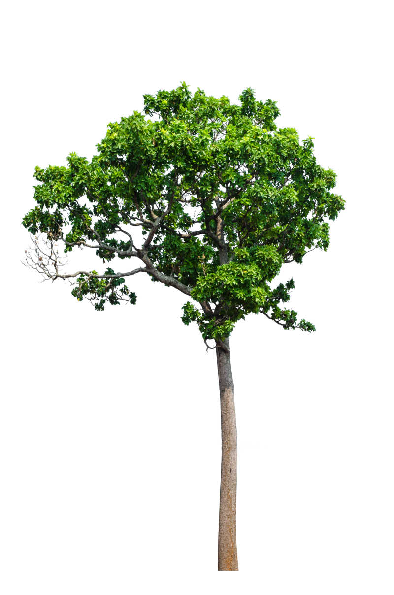 白色背景中的有美丽叶子的小树