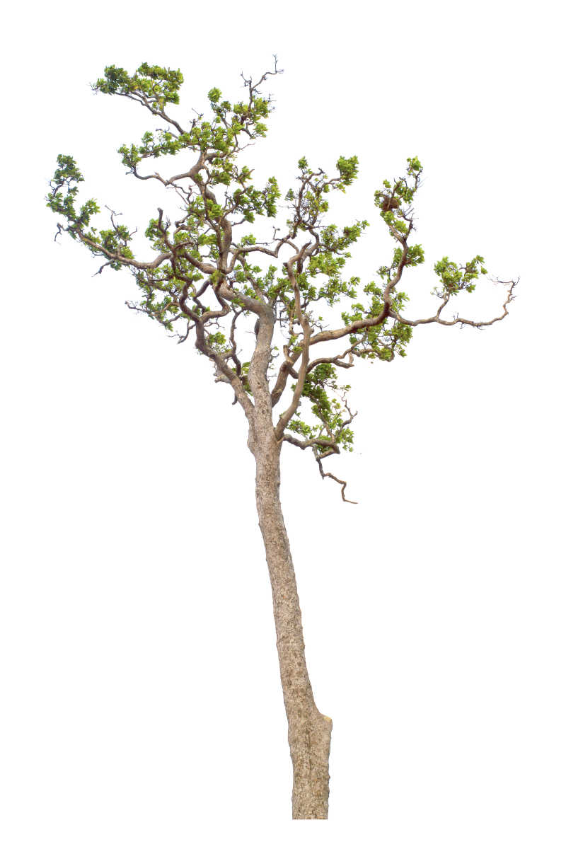 白色背景长出新叶的小树