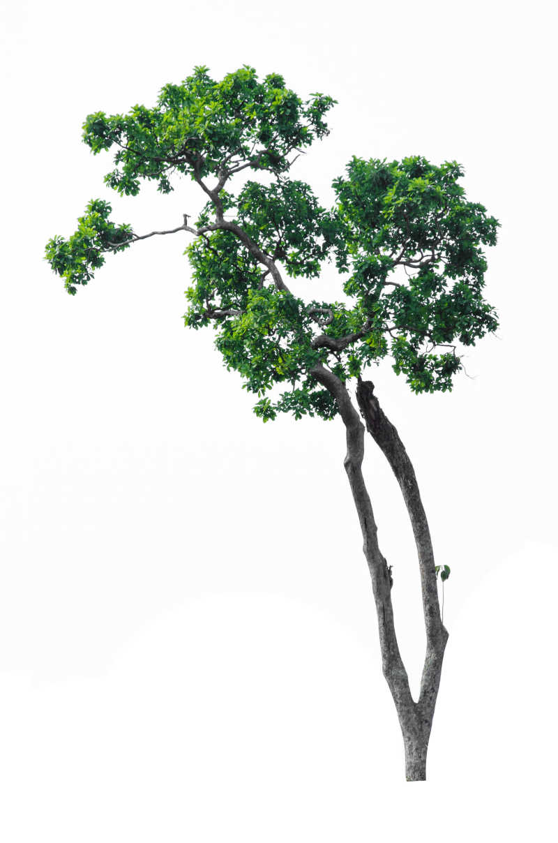 白色背景中长出美丽叶子的小树